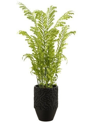 Fern in Planter Green
