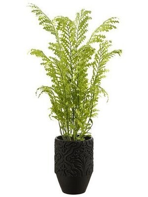 Fern in Planter Green