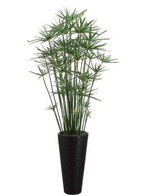 Cypress Grass in Bamboo Container