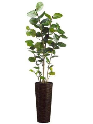 75" Eva Sea Grape Plant