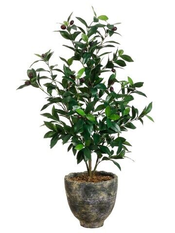 Olive Tree in Pot Two Tone Green
