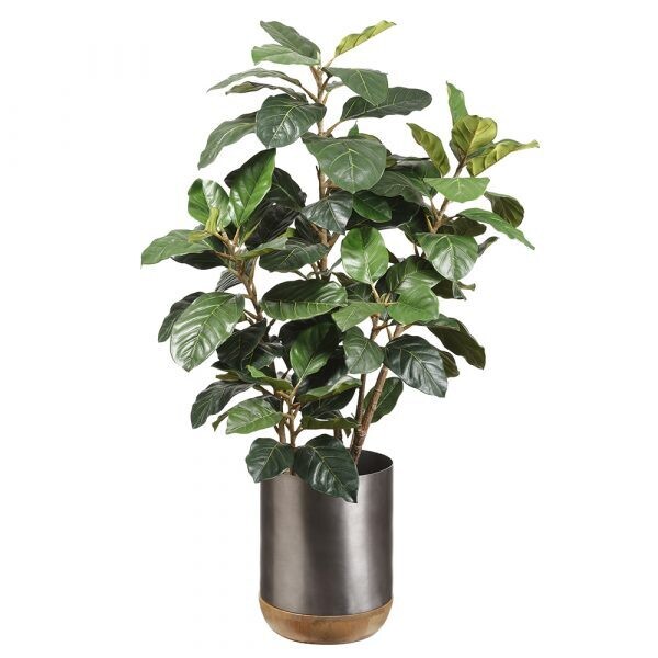 King Ficus Plant in 15"Hx12"D Pot