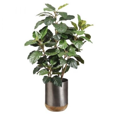 King Ficus Plant in 15"Hx12"D Pot