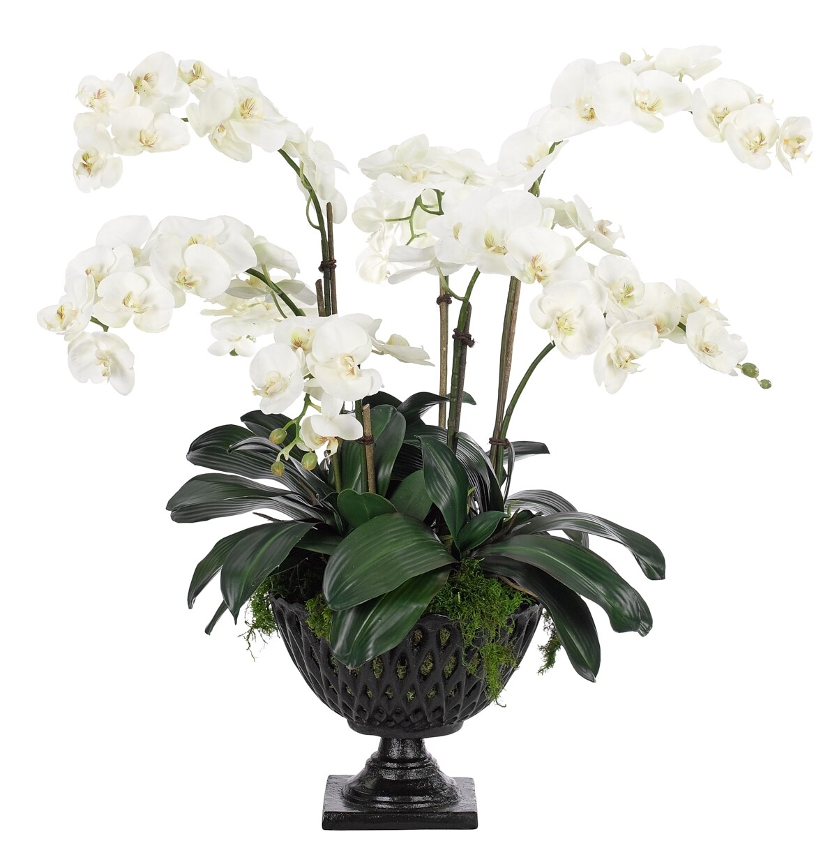 Orchid Phalaenopsis, White, in Cast Iron Bowl