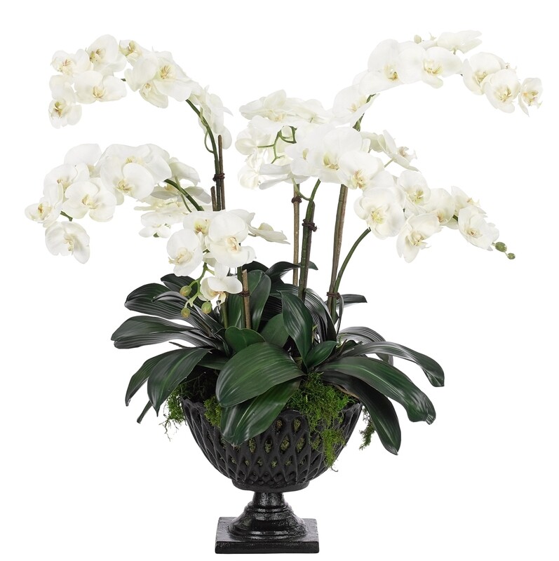 Orchid Phalaenopsis, White, in Cast Iron Bowl