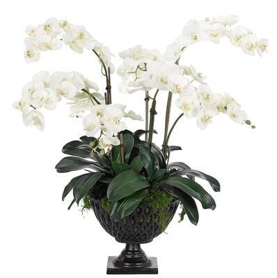 Orchid Phalaenopsis, White, in Cast Iron Bowl