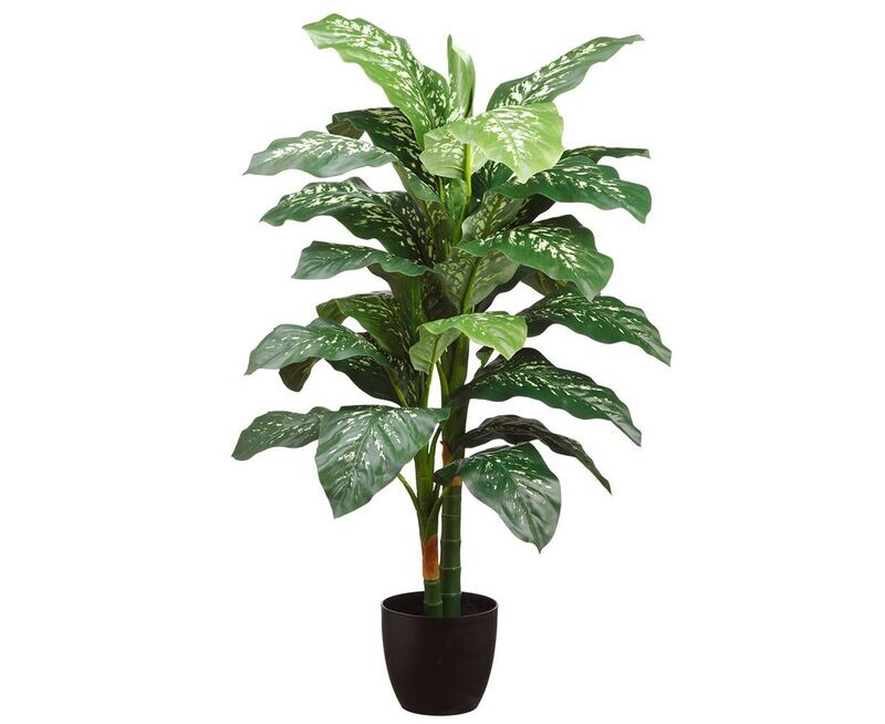 4' Double Trunk Silk Dieffenbachia Plant