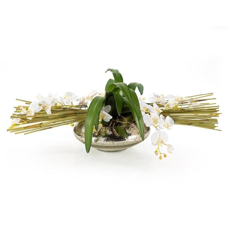 Tropical Fan Orchids in Bowl