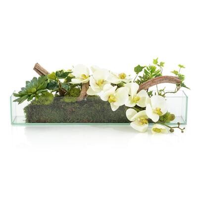 White Orchid and Succulent Rectangular Arrangement in Glass