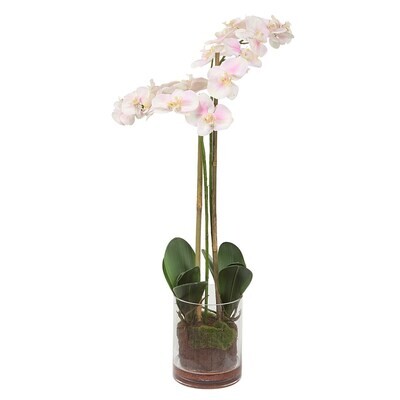 Pink and White Orchid in Glass