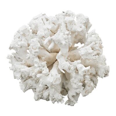 Whitefield Coral Wood Sculpture, 18 Inches