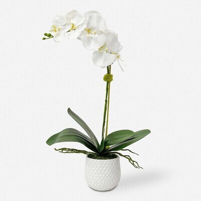 Cami Artificial White Orchid Arrangement in White Pot