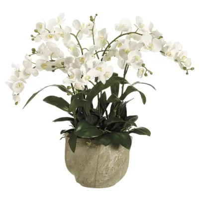 Phalaenopsis Orchid in Star Pot White