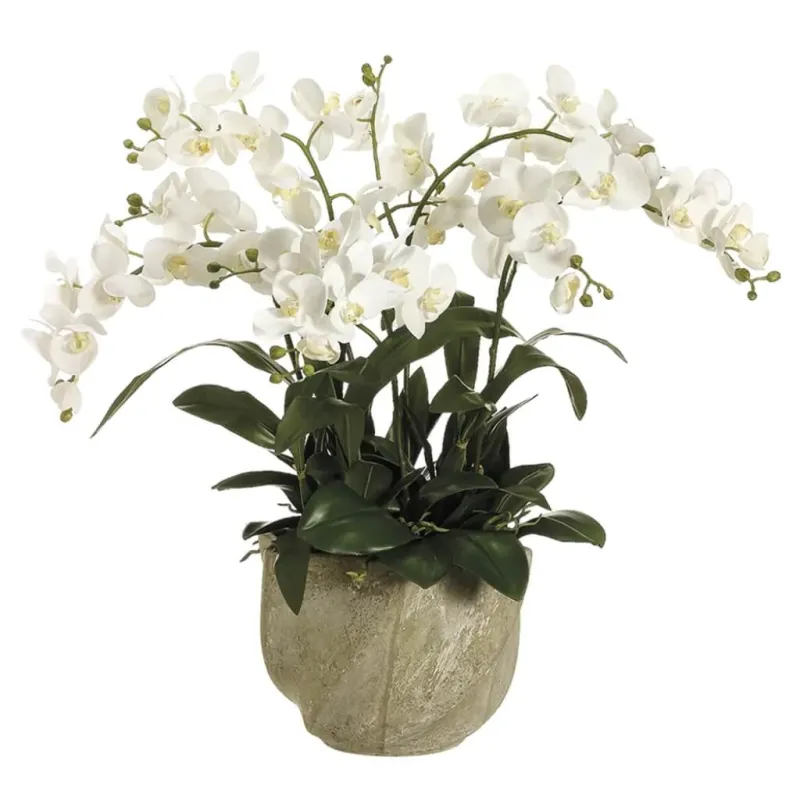 Phalaenopsis Orchid in Star Pot White