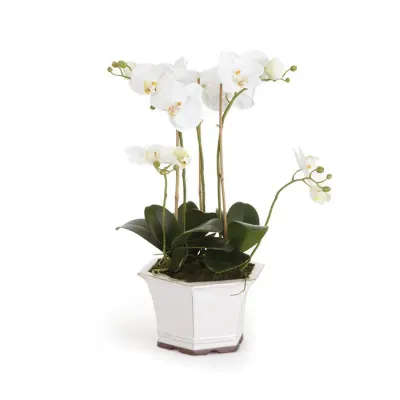 White Phalaenopsis Orchids in Ceramic Pot