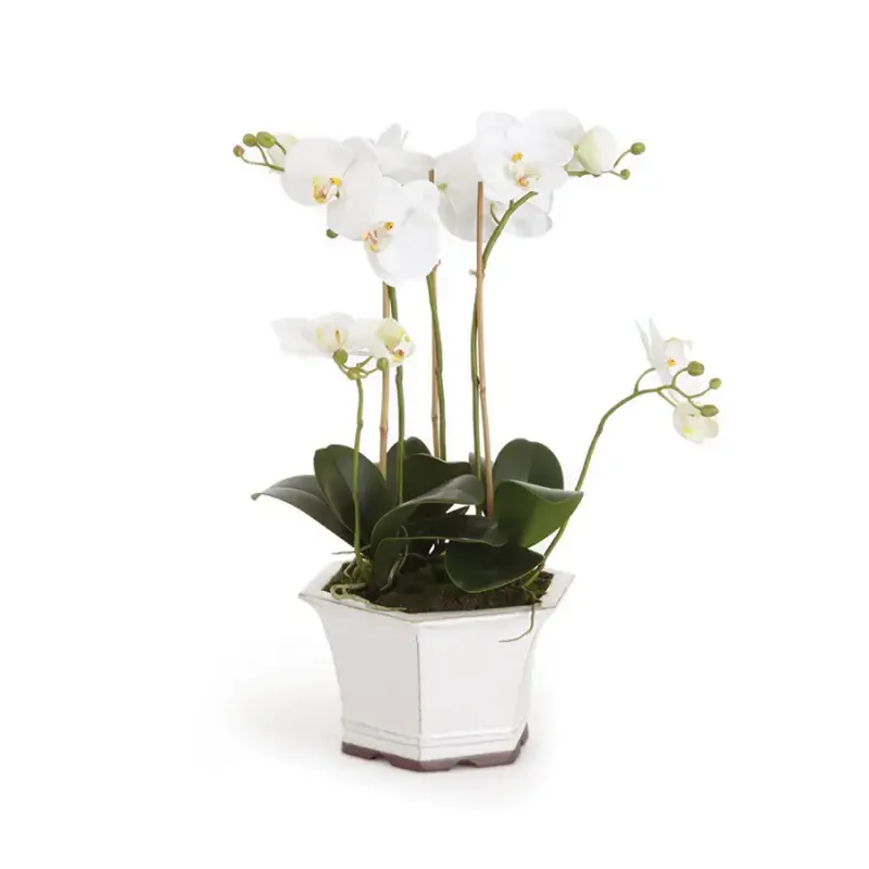 White Phalaenopsis Orchids in Ceramic Pot