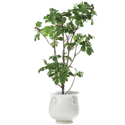 8 ft Faux Fruiting Fig Tree in Planter