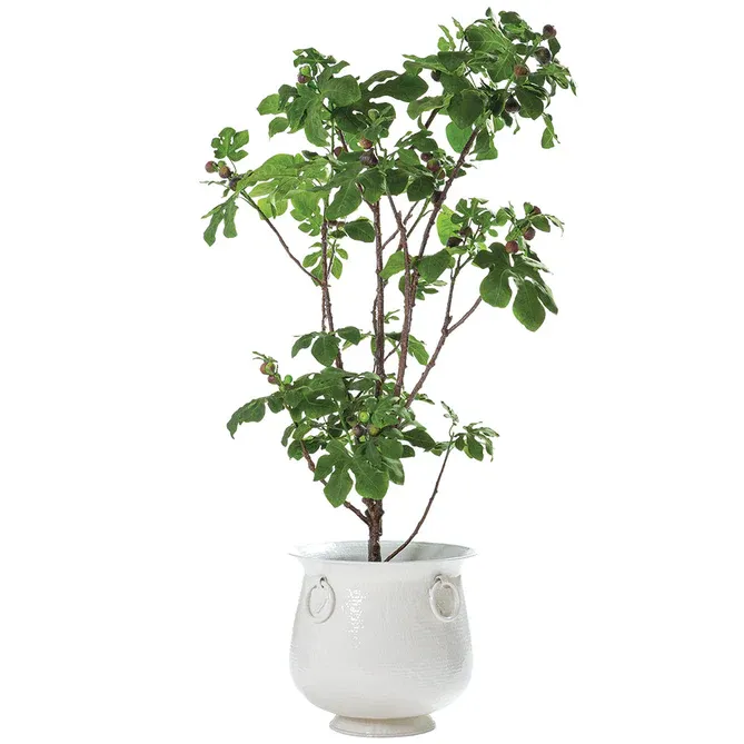 8 ft Faux Fruiting Fig Tree in Planter