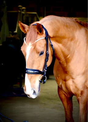 Enchanted Rolled Snaffle Bridle