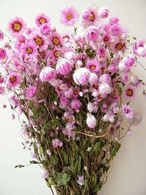 Dried bunch pink Rhodanthus daisies