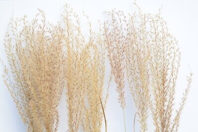 Miscanthus grass bunch dried natural 10 stems