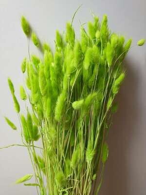 Lagurus ovatus dried grass bunch lime green 80 stems