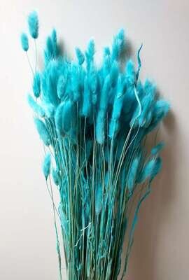Lagurus dried bunny tails grass bunch turquoise blue 80 stems