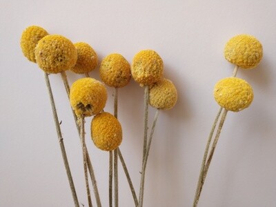 Billy buttons bunch 10 stems Seconds - dried Craspedia