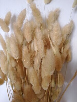 Lagurus ovatus dried grass natural brown 80 stems