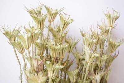 Dried seed heads nigella orientalis wholesale bulk pack
