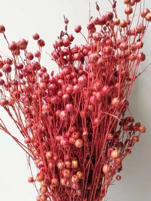 Dried Linum Flax bunch with seed pods Red
