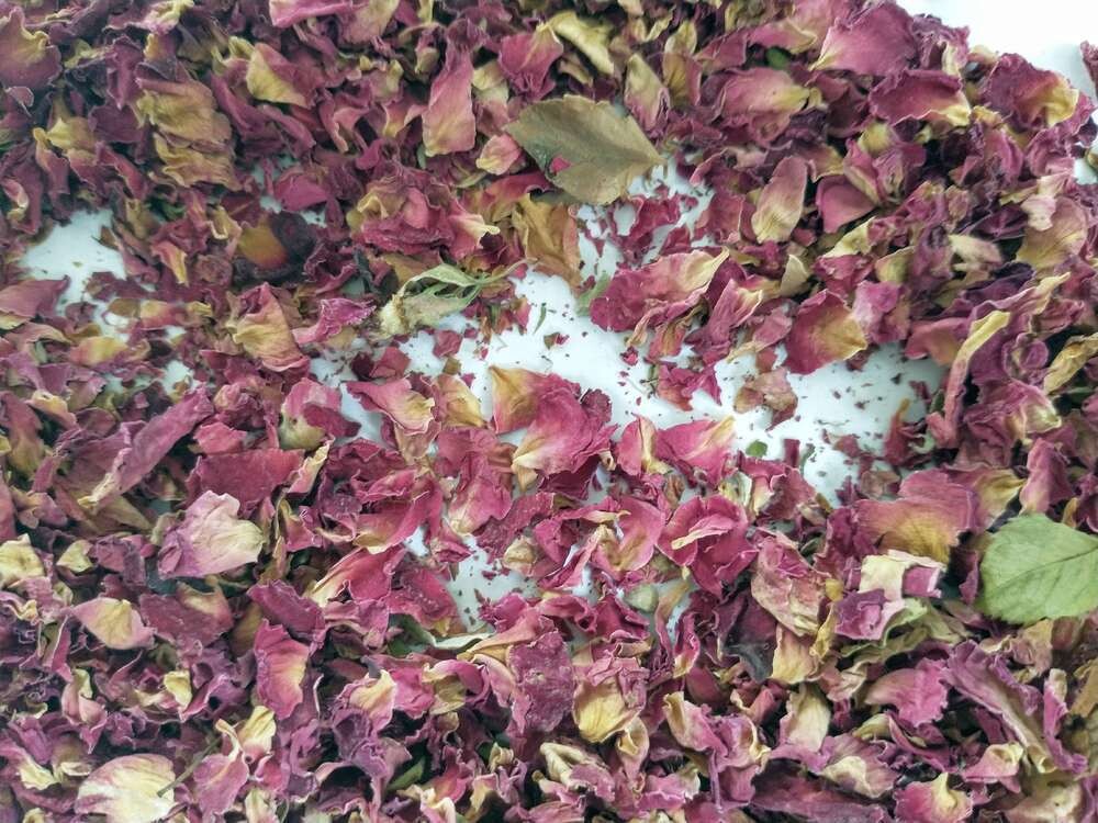 Burgundy red rose petals wholesale seconds