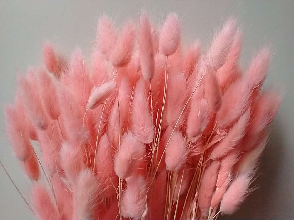 Lagurus dried grass bunch pale pink 80 stems