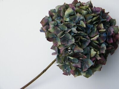Dried hydrangea flower head blue green purple UK
