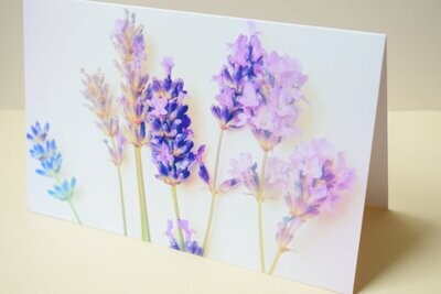 Greetings card blank - Lavender flower stems - Offer