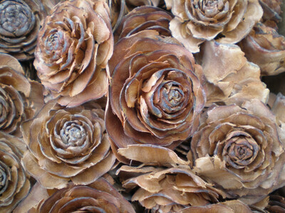 Cedar roses