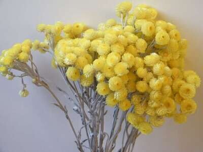 Helichrysum Immortelle dried flower bunch yellow