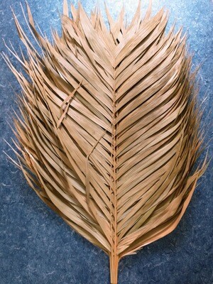 Palm fronds natural stem large dried leaf 25 pack