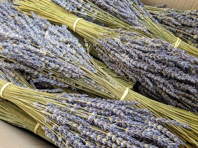 Dried lavender bunch