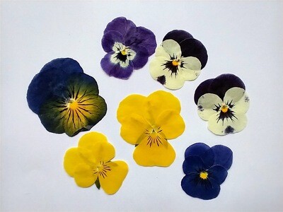 Pressed flowers pansy viola pack of 7 UK