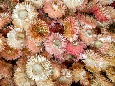 Helichrysum flower heads pale pink