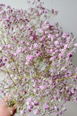 Gypsophila dried flower bunch natural pink UK