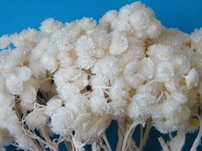 Helichrysum Immortelle dried flower bunch ivory