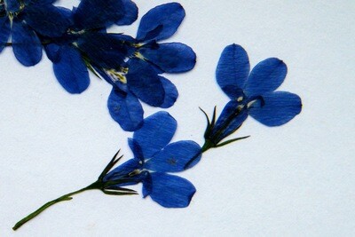 Pressed flowers lobelia UK pack of 7 Pressed flowers lobelia UK pack of 7