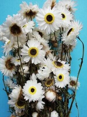 Dried white Acroclinium daisies