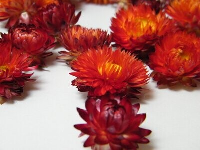 Helichrysum flower heads red