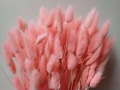 Lagurus dried grass bunch pale pink pack of 10 wholesale