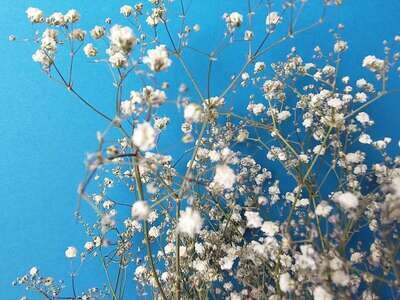 Gypsophila dried flower bunch natural white UK