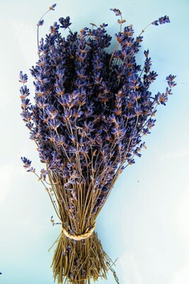 Dried English lavender bunch