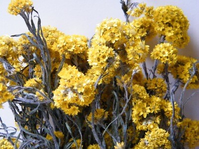 Golden cluster dried flowers bunch - Sanfordii